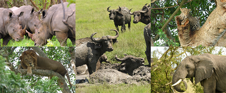 uganda primate and wildlife safari