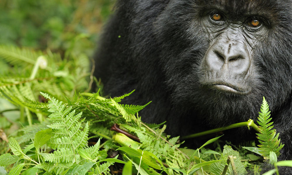 rwanda gorillas safaris