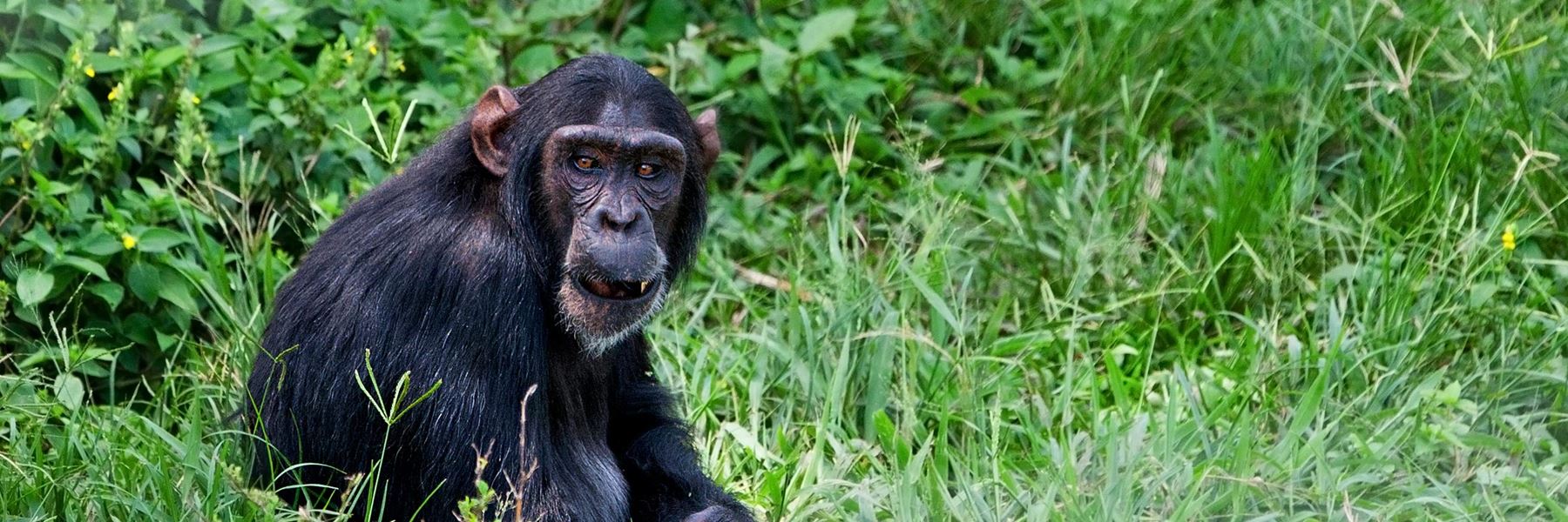 ngamba chimpanzee excursion