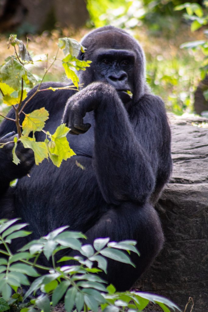 Gorilla feeding freely
